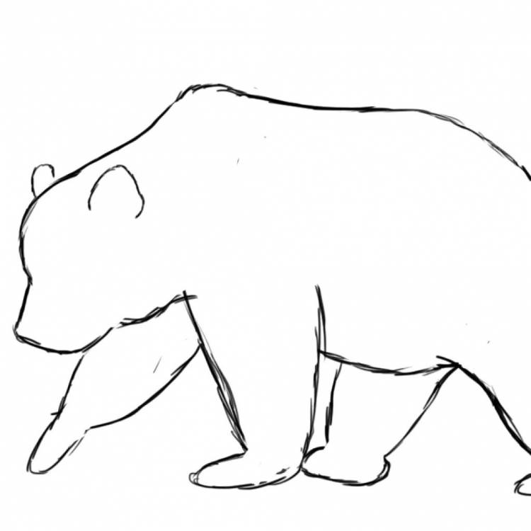 Бурый медведь легкий рисунок