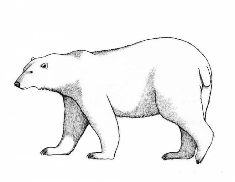 Раскраска Белый Медведь