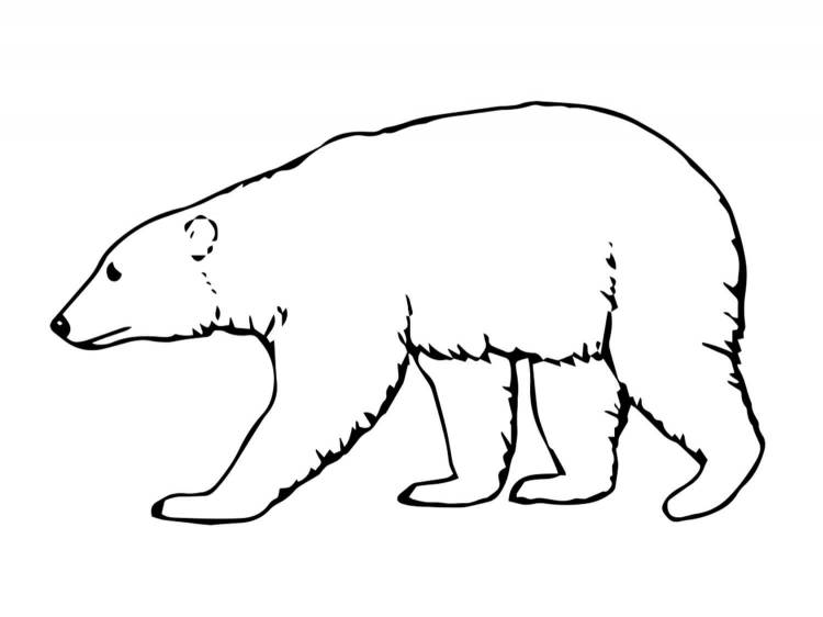 Белый медведь раскраска шаблон