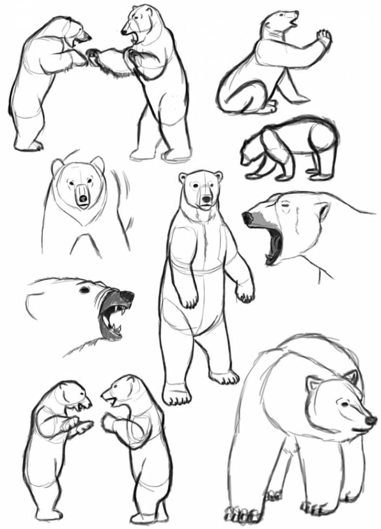 Как нарисовать медведя поэтапно карандашом