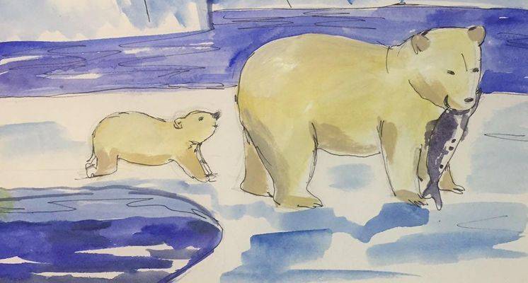 Рисунки белых медведей для срисовки