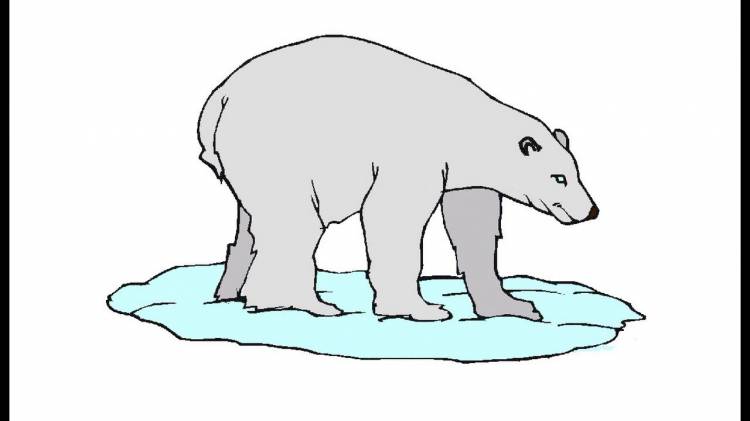 Как нарисовать Белого медведя