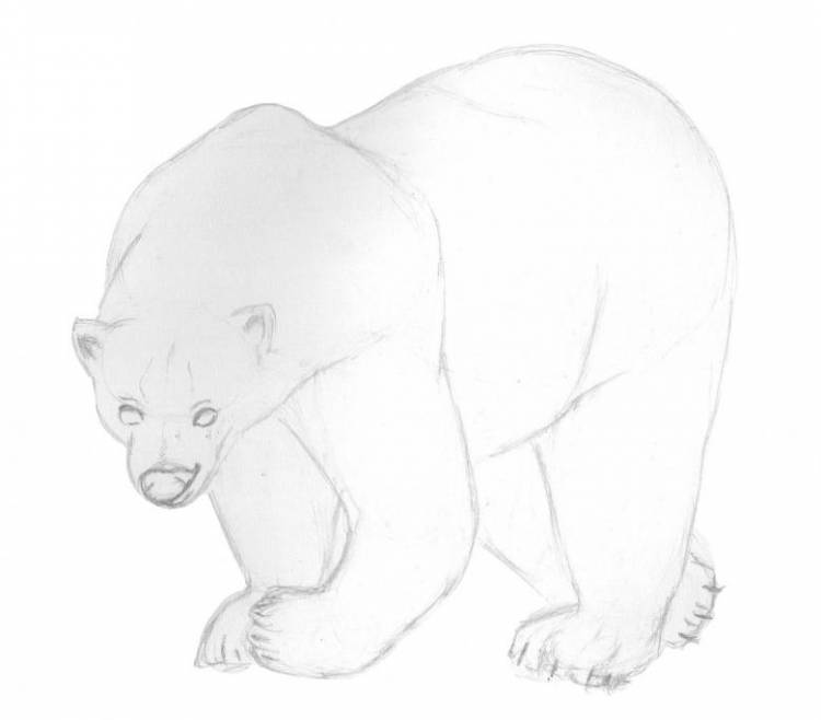 Как нарисовать медведя поэтапно карандашом 