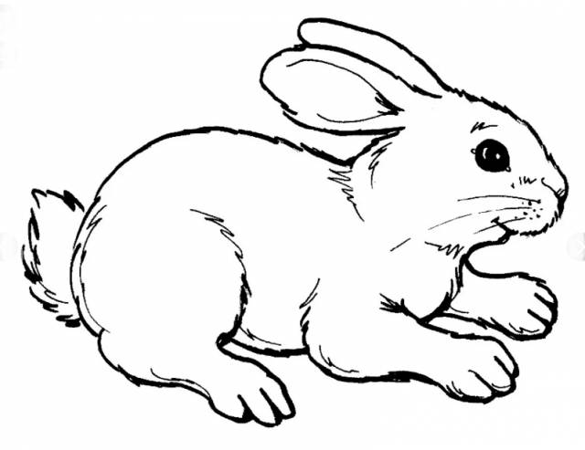 Рисунки кролика карандашом для срисовки 