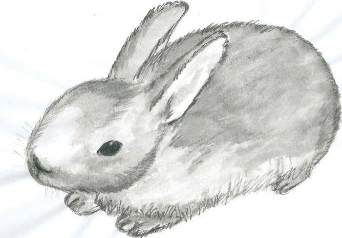 Красивые картинки кроликов для срисовки 