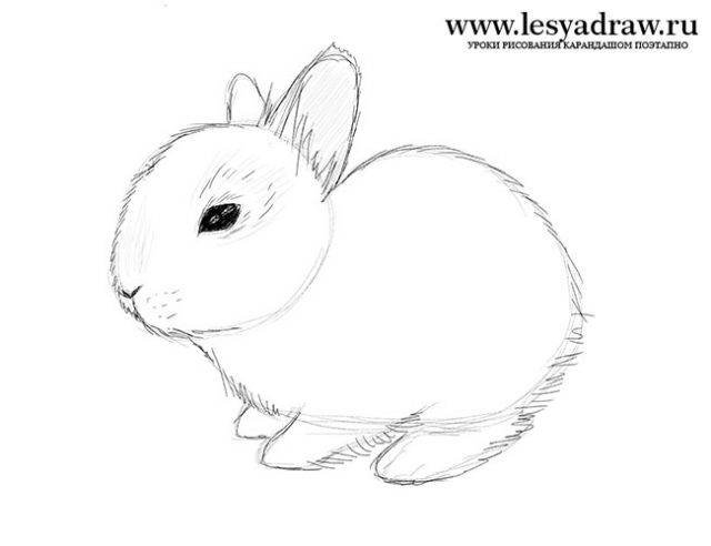 Рисунки кролика карандашом для срисовки 