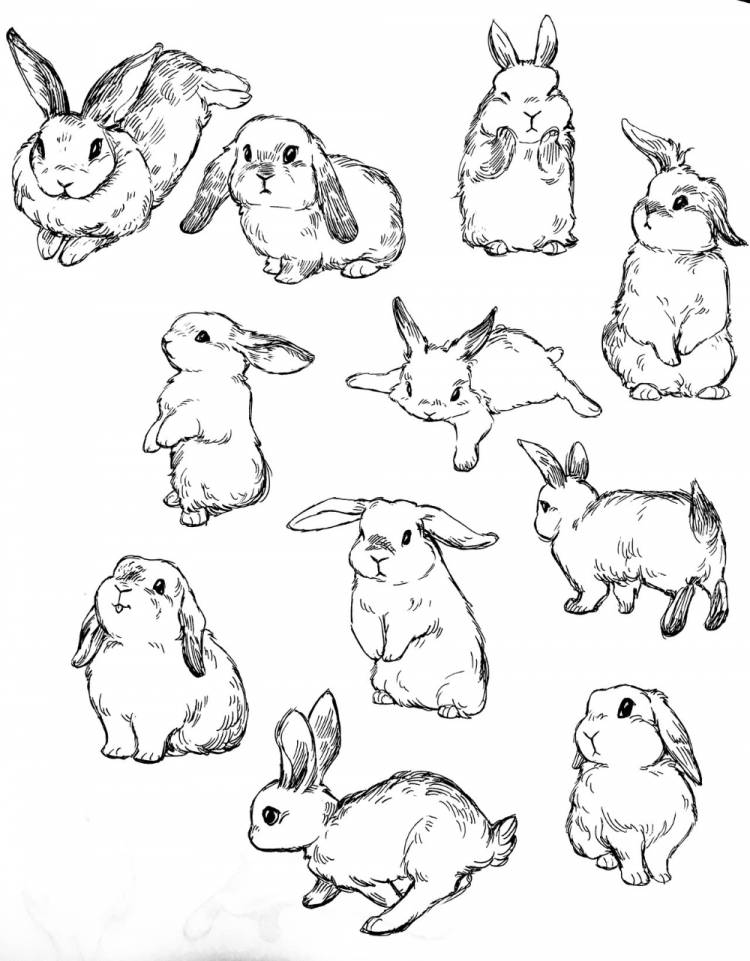 Рисунок кролика карандашом легкие