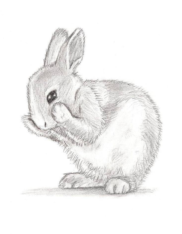 Картинки зайца для срисовки карандашом