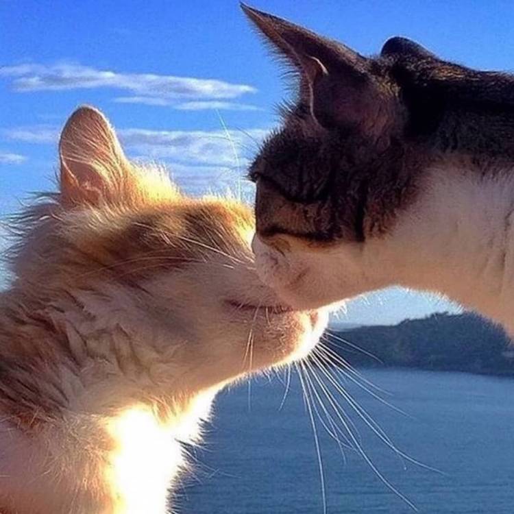 Два влюбленных котика