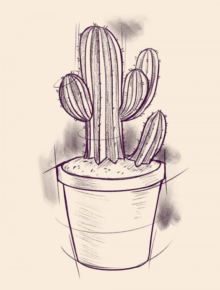 Рисунки кактусов для срисовки 