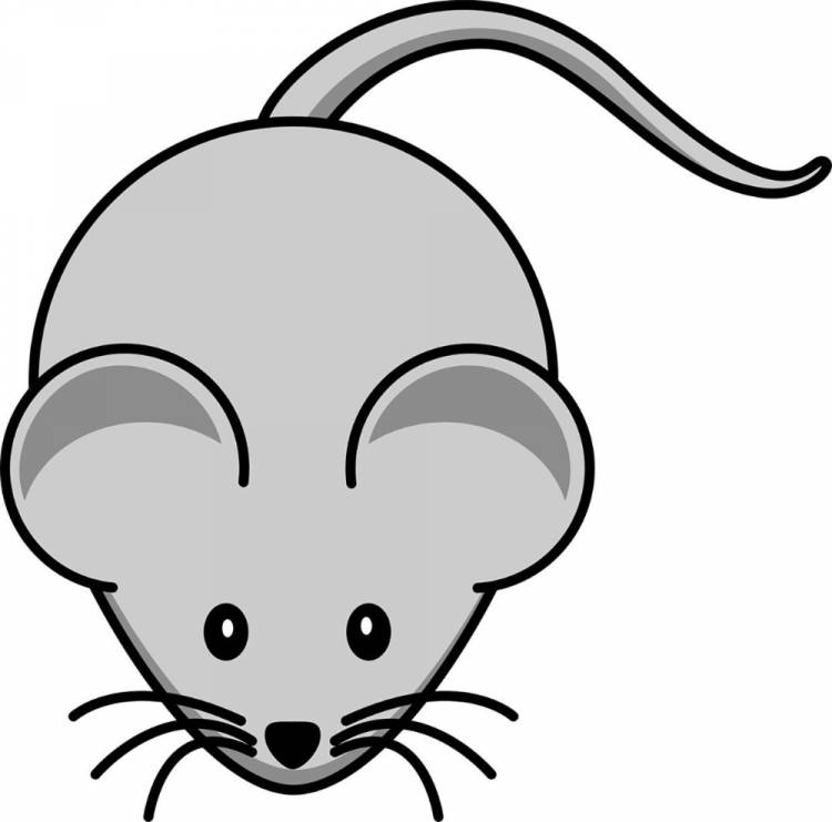 Мышь животное рисунок 