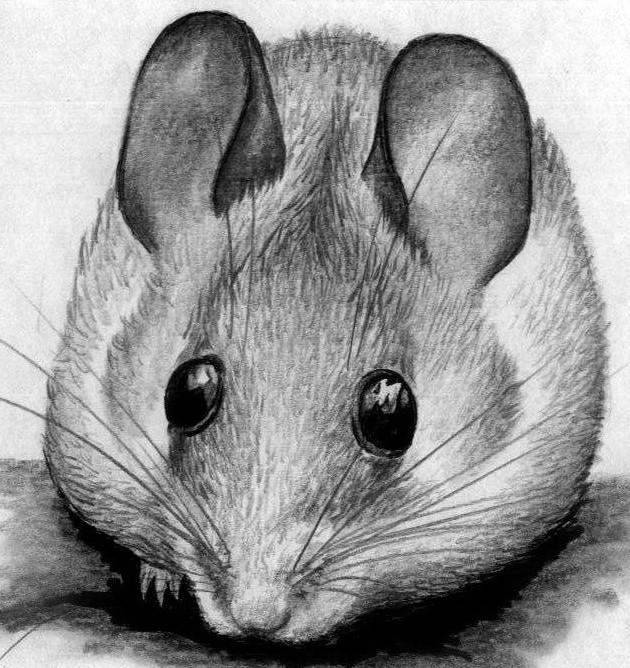 Нарисованные Рисунки мышки карандашом для детей