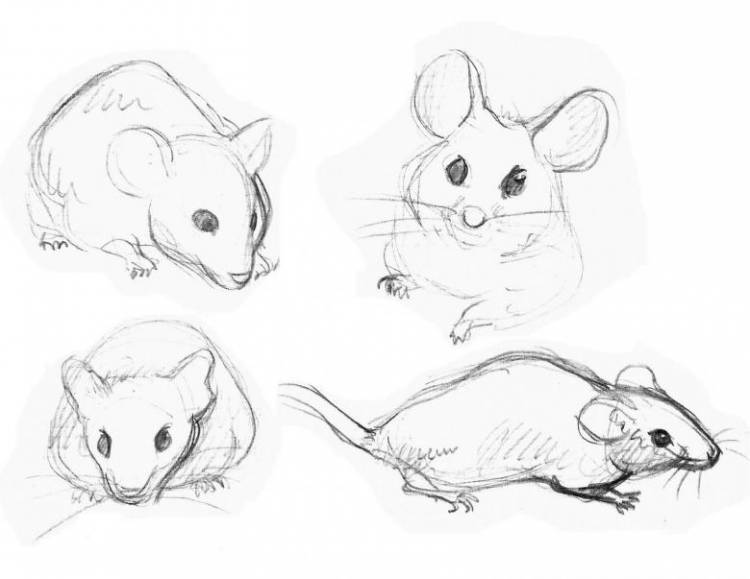 Как нарисовать мышь поэтапно карандашом 