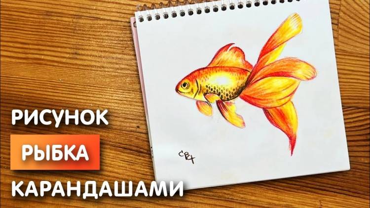 Как нарисовать золотую рыбку цветными карандашами