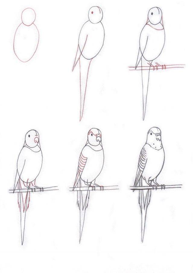 Рисунки карандашом волнистый попугай 