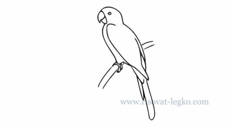 Рисунки попугая легкие