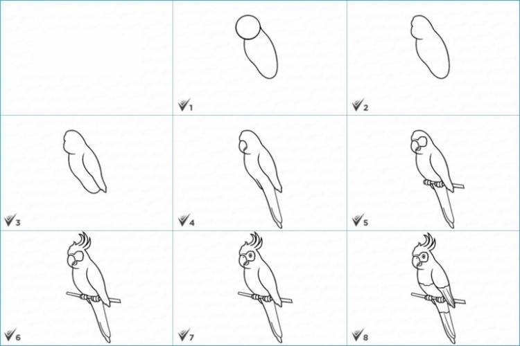 Попугай Срисовки Легкие Пошаговые 