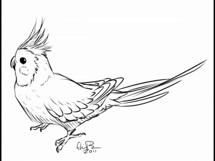 Срисовка попугая