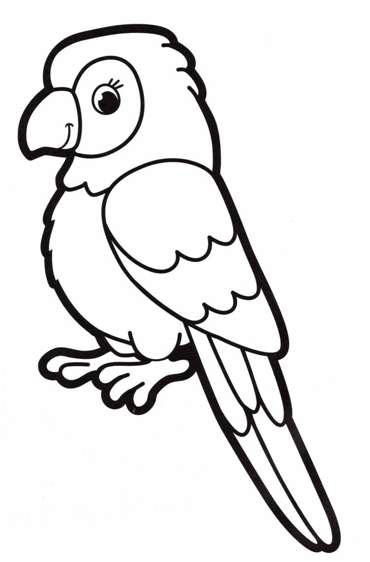 Рисунок попугая черно белый