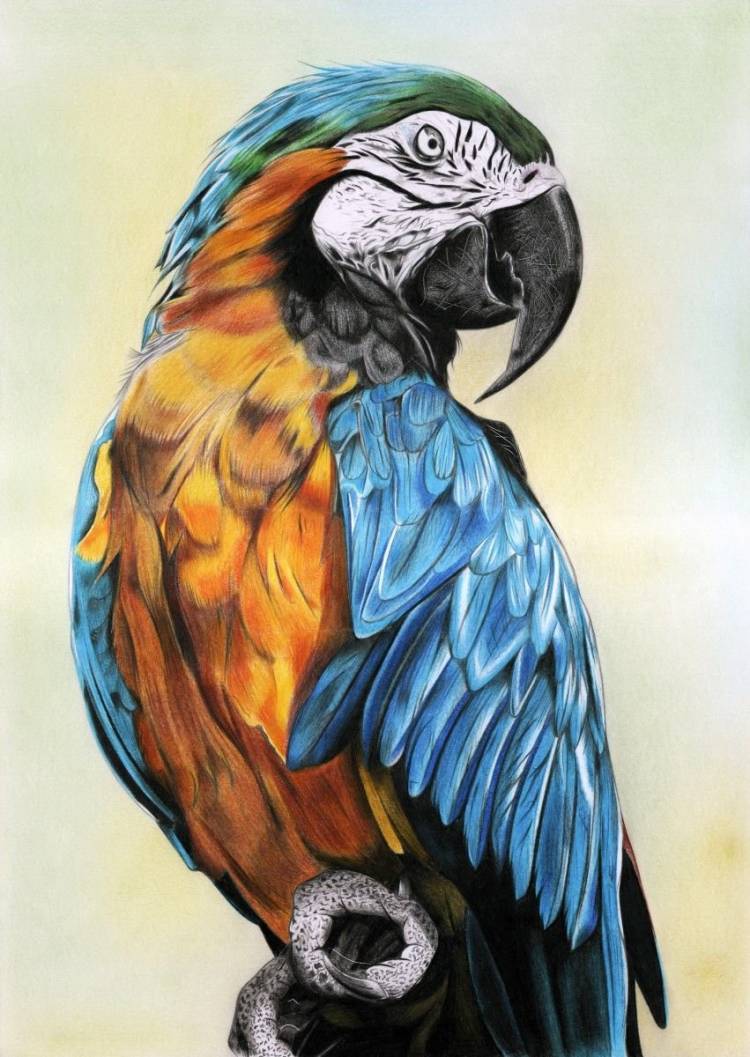 Рисунки животных попугай 