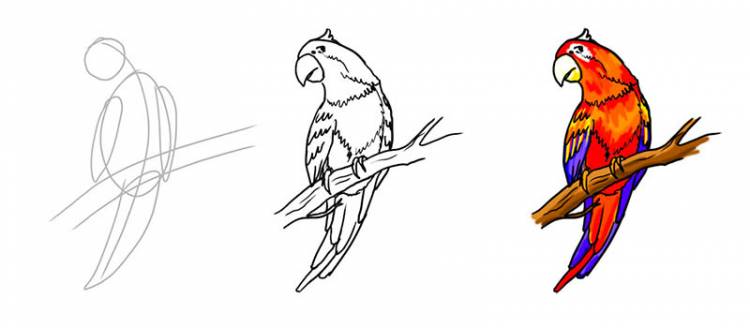 Рисунки попугаев для срисовки