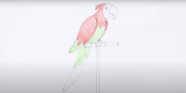 Как нарисовать попугая