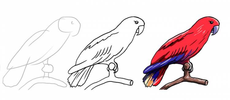 Как нарисовать попугая поэтапно новичкам