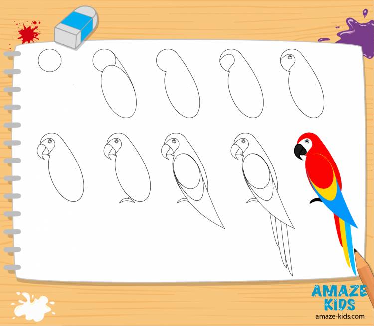 Как легко нарисовать поэтапно попугая Ара, учимся рисовать животных