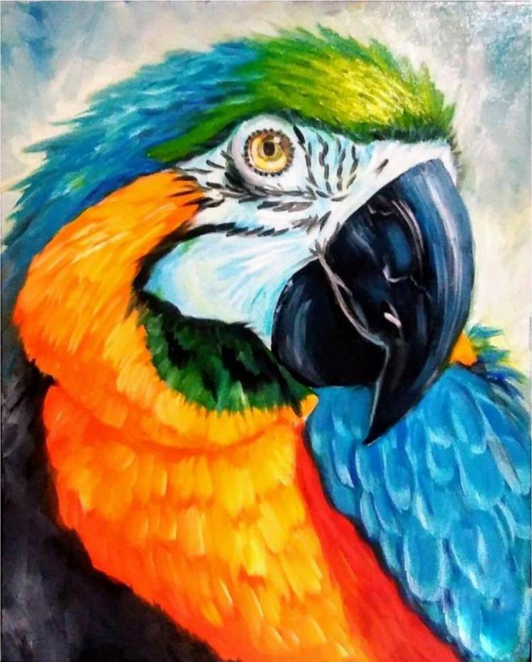 Как нарисовать попугая поэтапно карандашом 