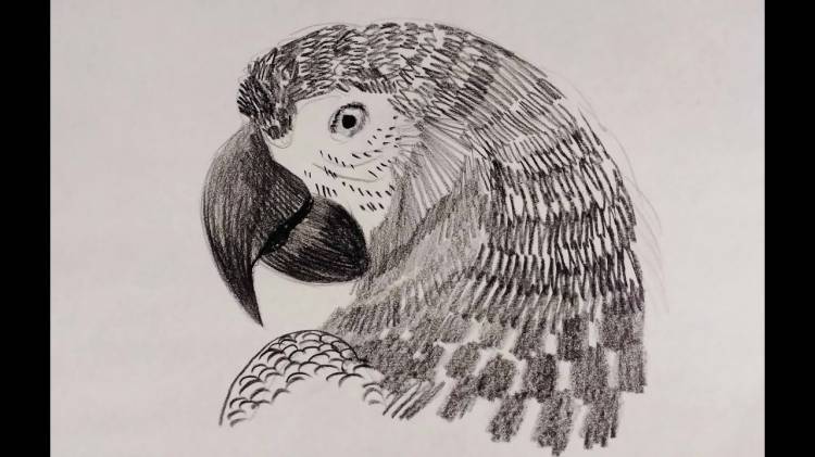 Как нарисовать попугая ара ? Процесс рисования , я рисую попугайчика карандашом