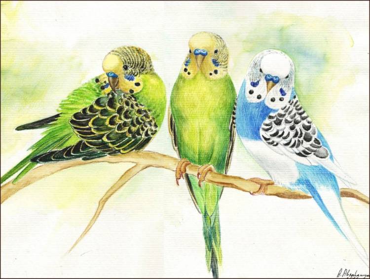 Рисунок волнистого попугая карандашом