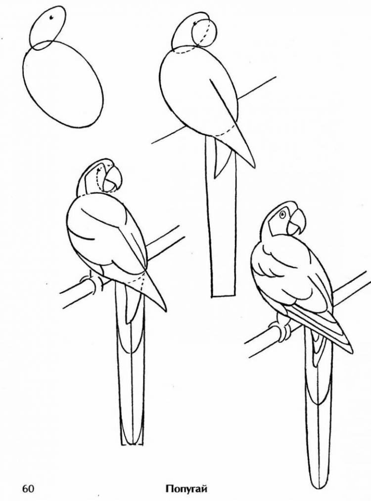 Как нарисовать попугая поэтапно карандашом 