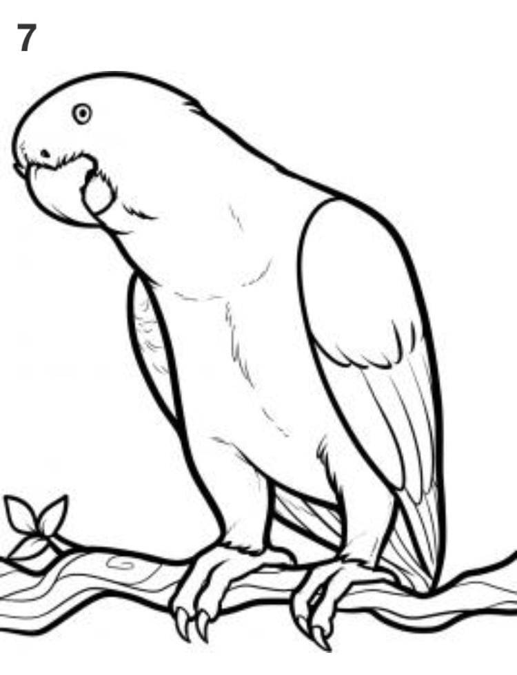 Рисунки попугаев для срисовки