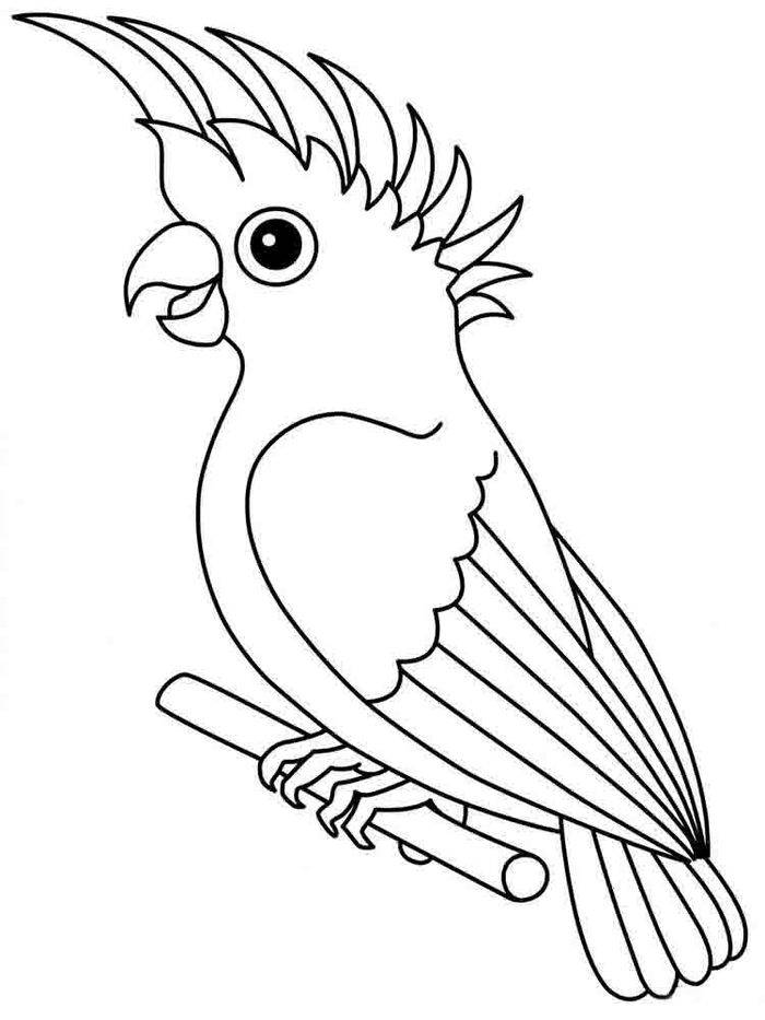 Картинки попугаев для срисовки в детском саду и в школе
