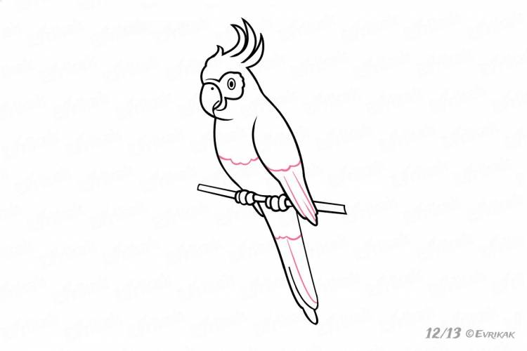 Рисунки попугаев для срисовки лёгкие