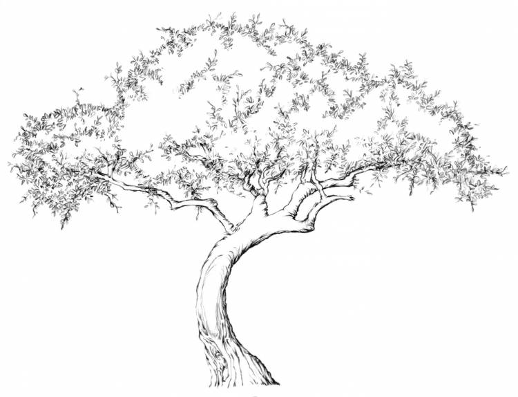 Рисунок весенних деревьев карандашом