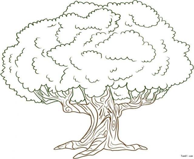 Рисунки карандашом дерево дуб 