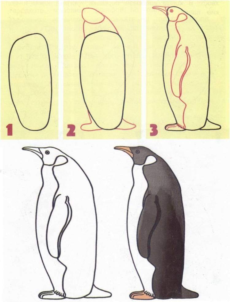 Рисунки пингвинов для срисовки 