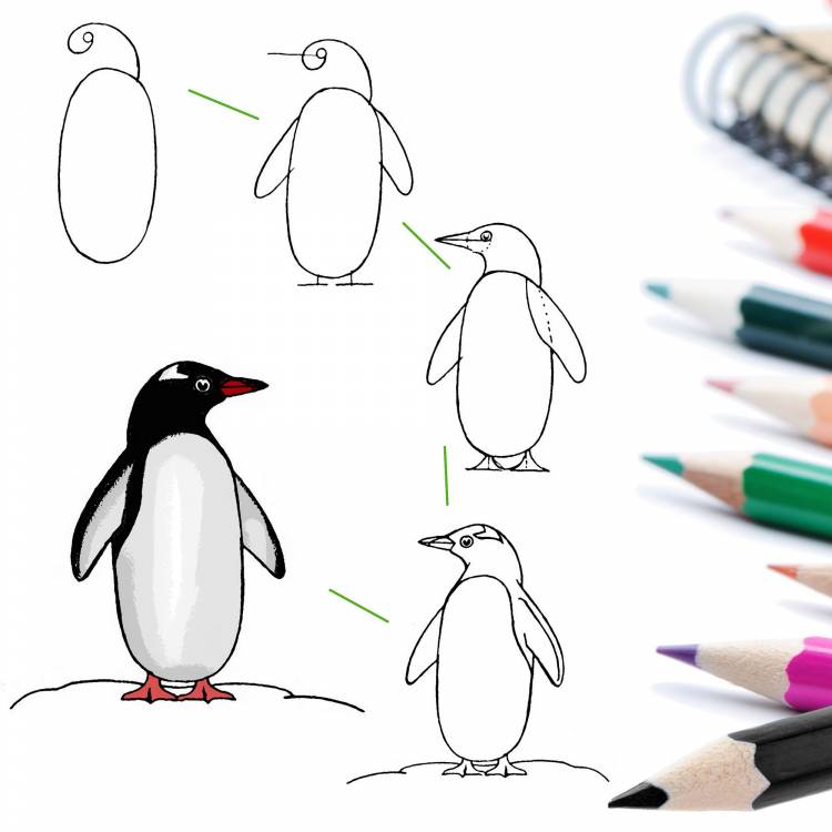 Рисуем карандашом птицу пингвин