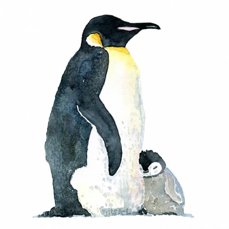 Как нарисовать пингвина поэтапно карандашом 
