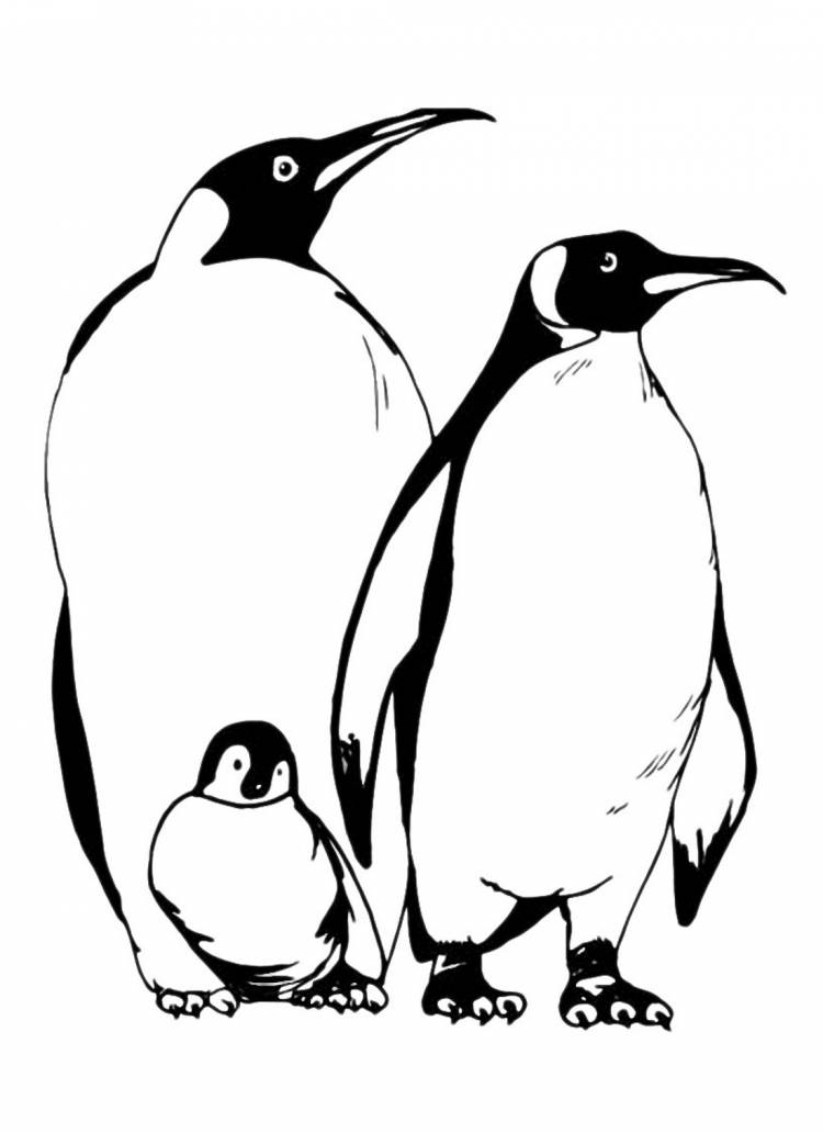 Пингвин раскраска 
