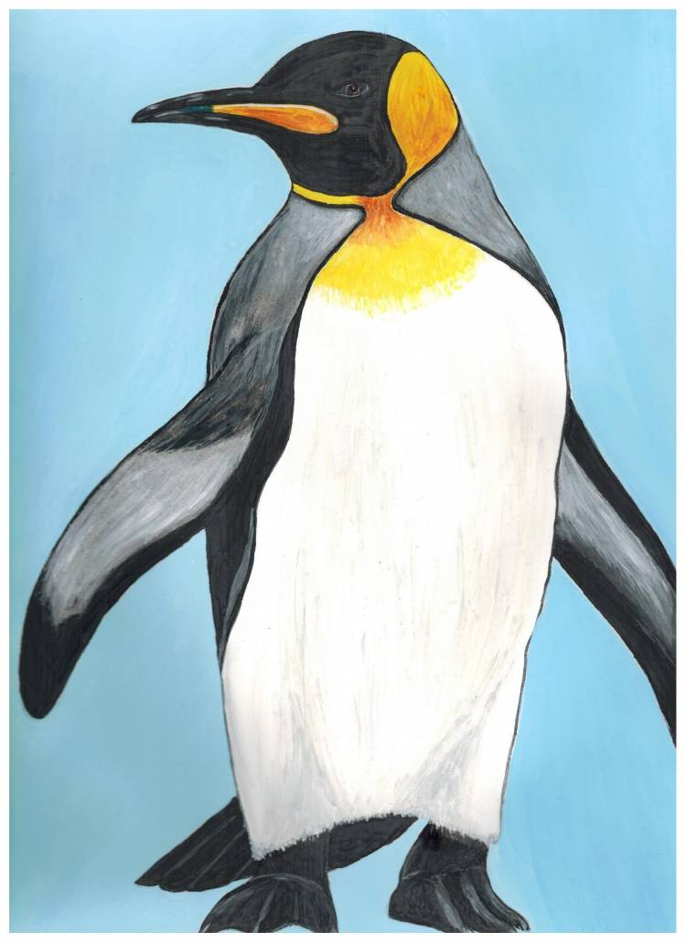 Пингвин рисовать 