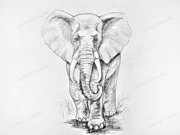 Как нарисовать слона карандашом поэтапно для детей