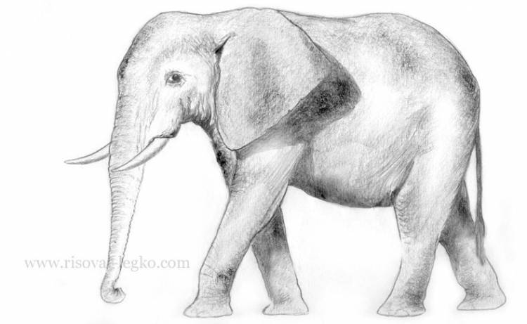Как нарисовать слона карандашом поэтапно