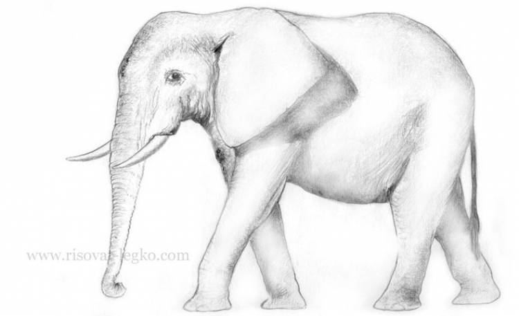 Как нарисовать слона карандашом поэтапно