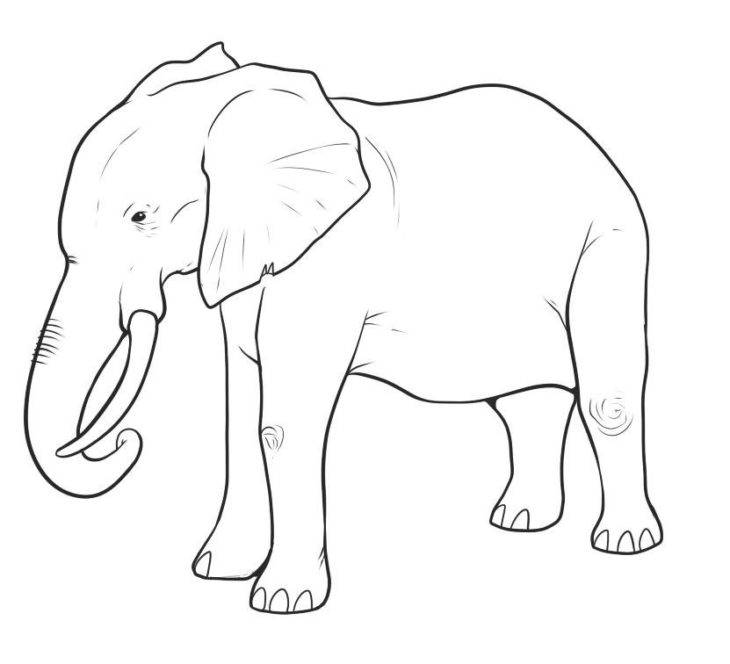 Рисунки слонов для срисовки 