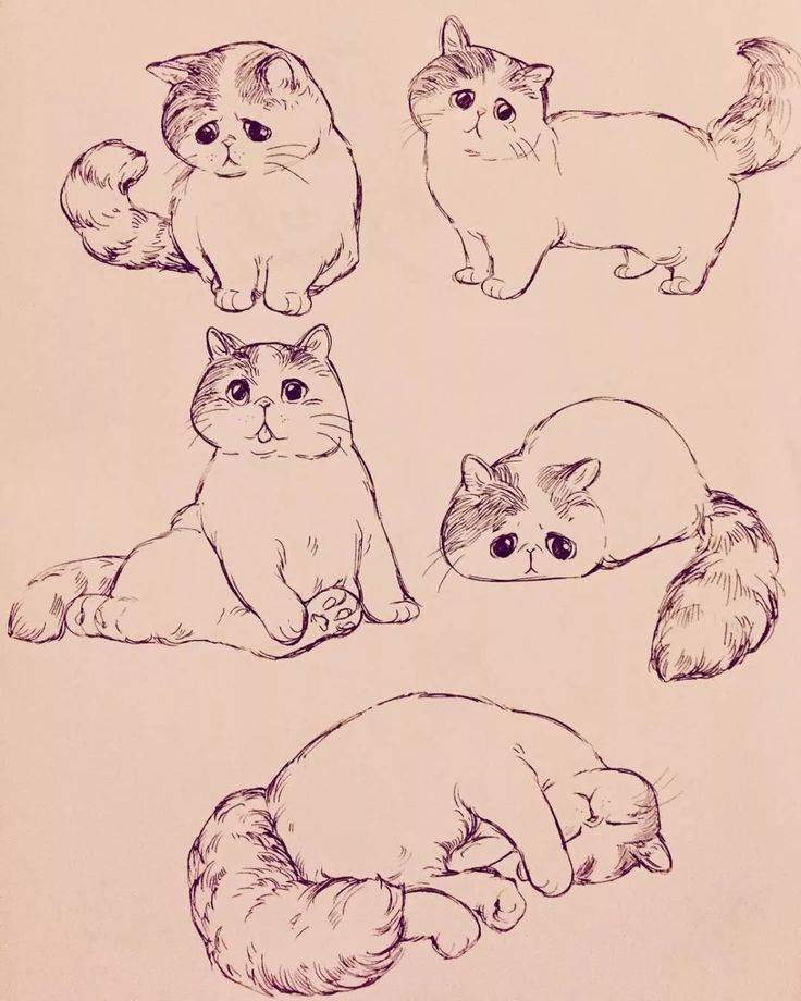 Картинки, рисунки милых котиков для срисовки