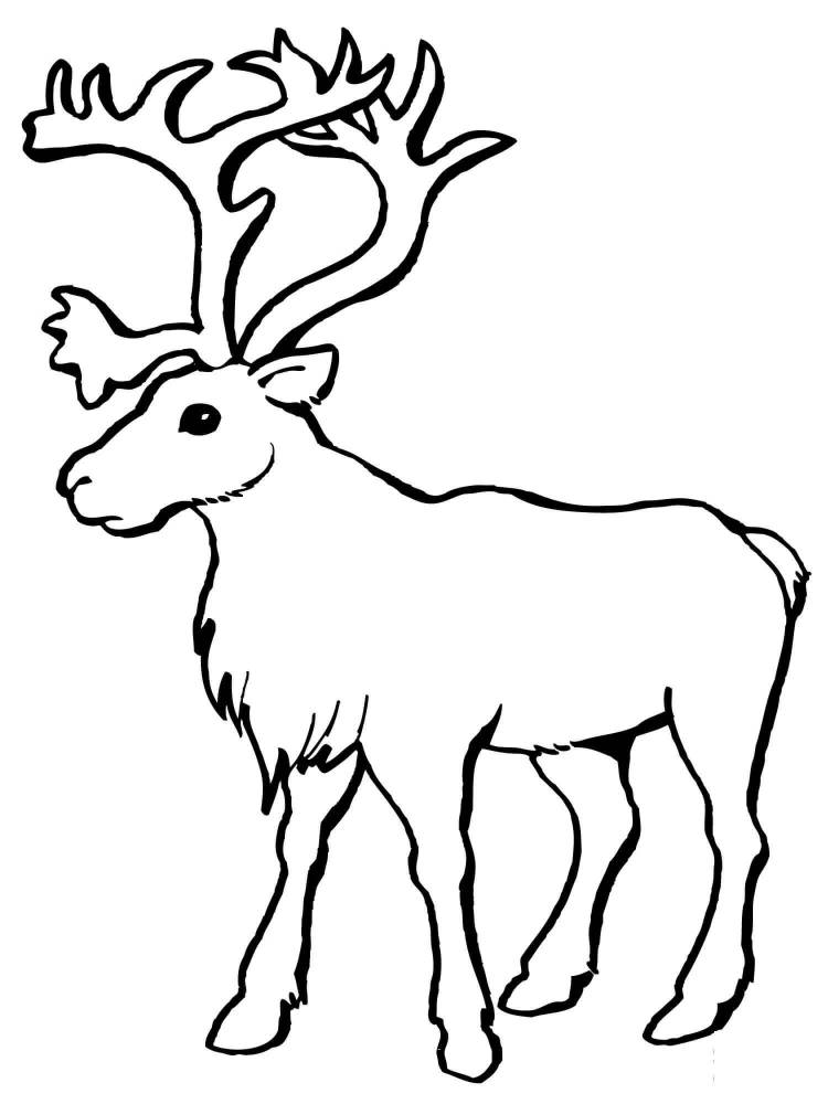 Рисунок раскраска северный олень 