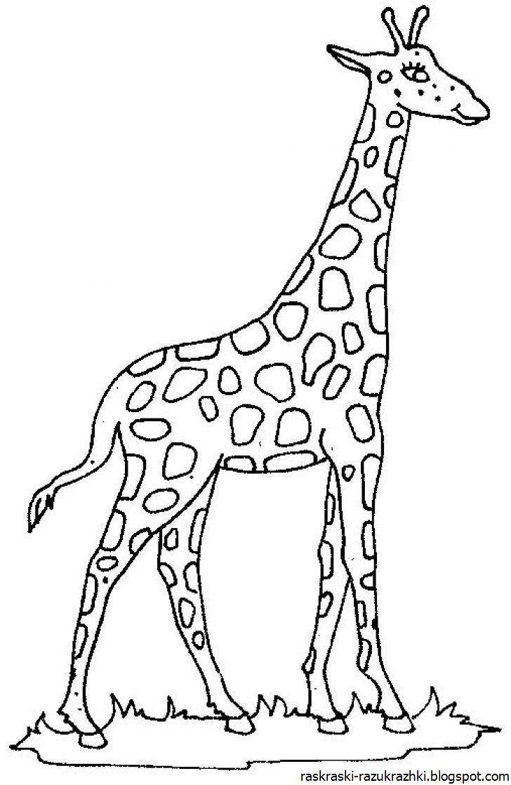 Рисунок жираф раскраска для детей 