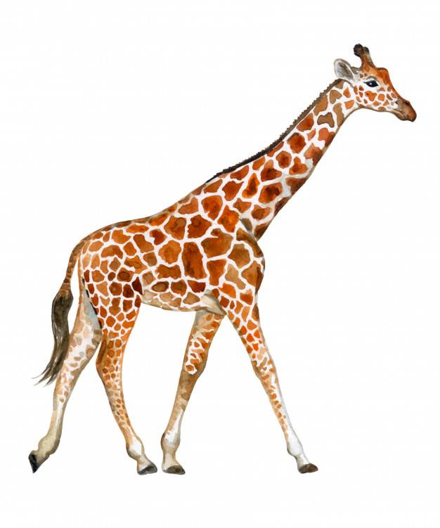 Рисунки жирафа для срисовки 